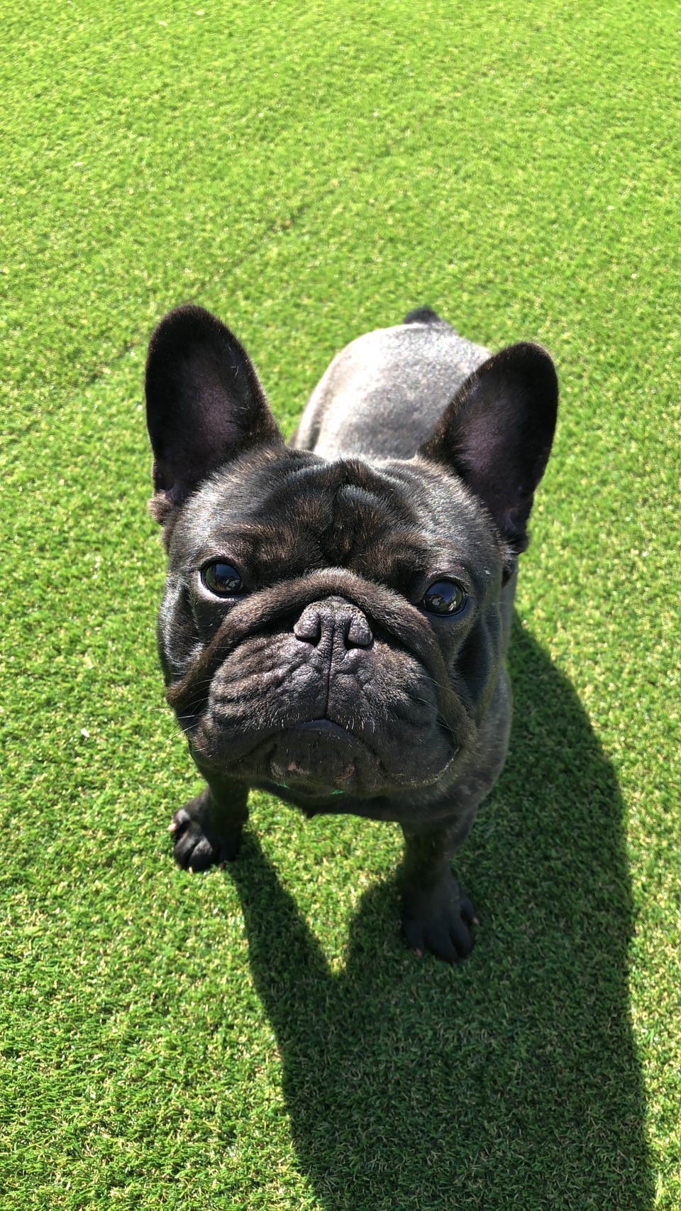 �T�E�X�h���S�� �t�����`�u���h�b�O