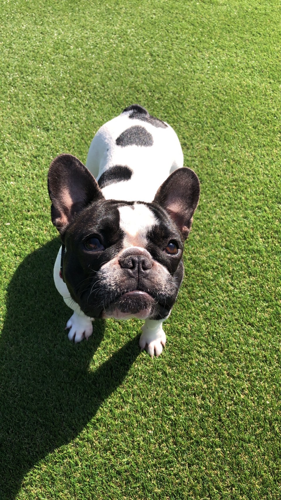 �T�E�X�h���S�� �t�����`�u���h�b�O