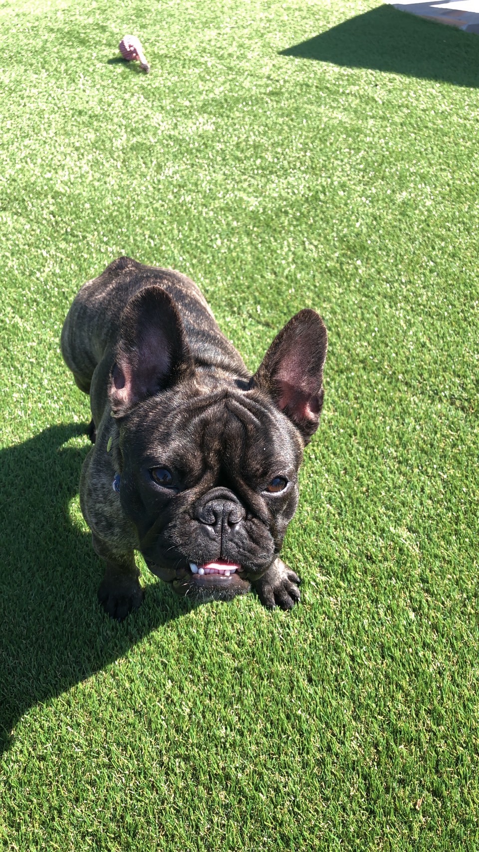 �T�E�X�h���S�� �t�����`�u���h�b�O