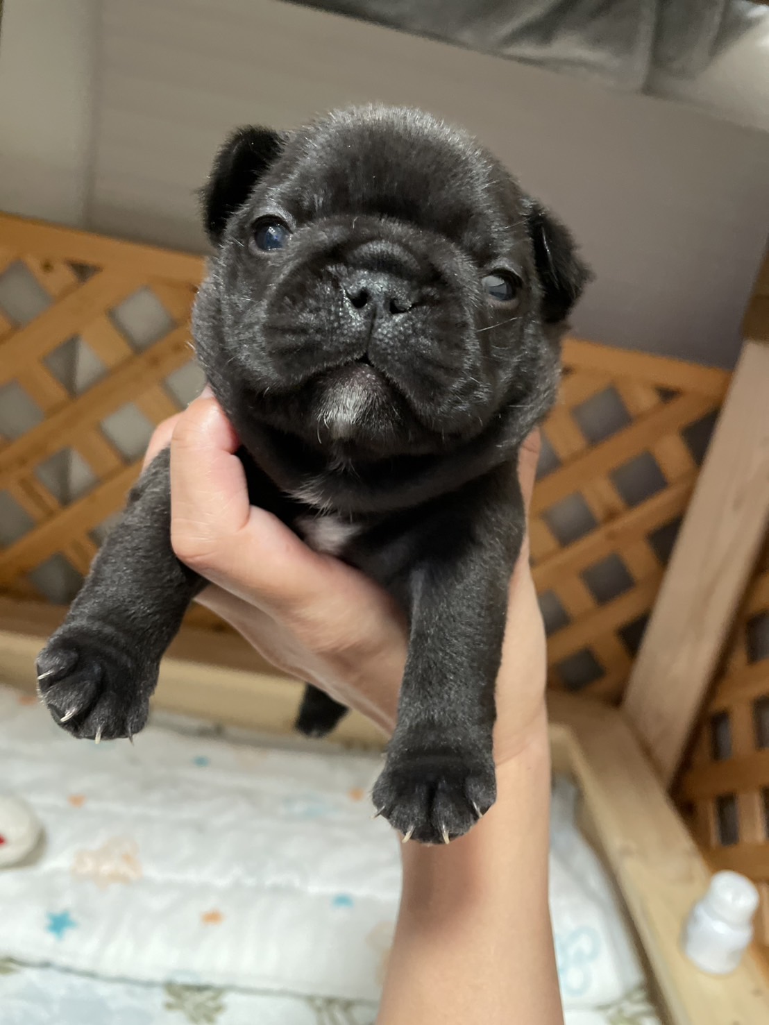 ブリンドルの男の子(レッドリボン)