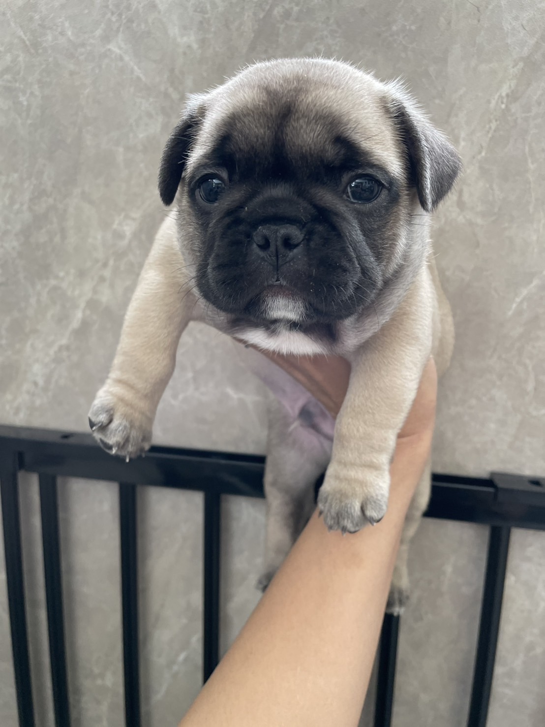 �t�H�[���̒j�̎q(�C�G���[���{��)