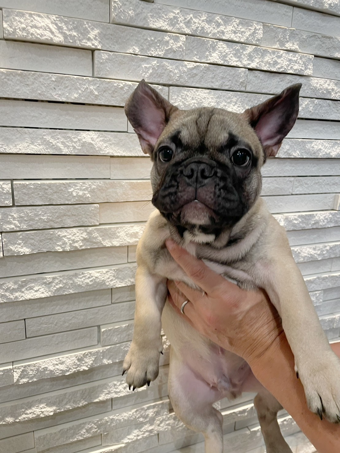 �t�H�[���̒j�̎q(�C�G���[���{��)